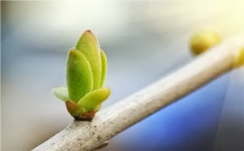 Sự kiên nhẫn